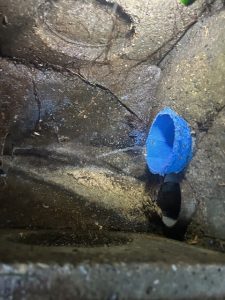 Expert canalisation à Lyon - chemisage